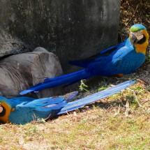 Two blue and yellow Macaws, angry that somebody bared their nest